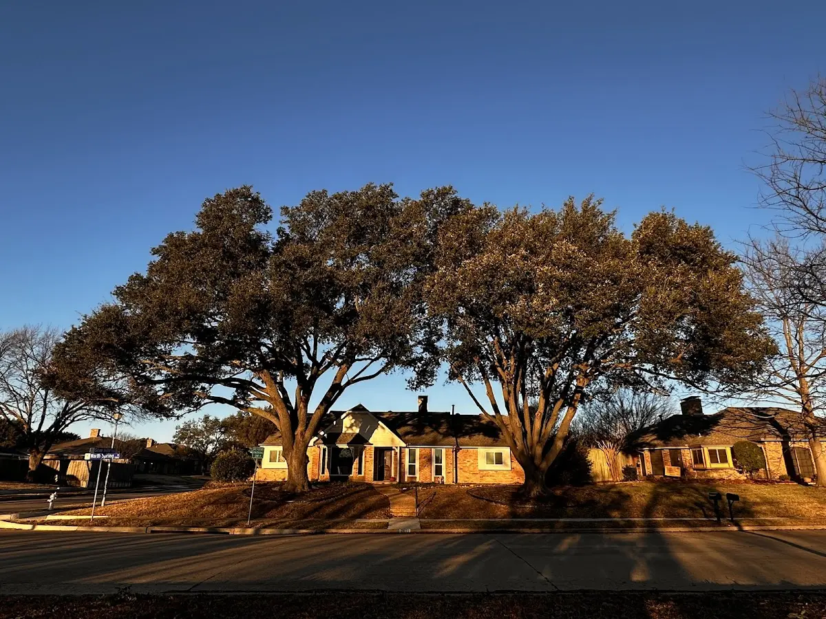 Established residential canopy tree shading a home in Neelyville
